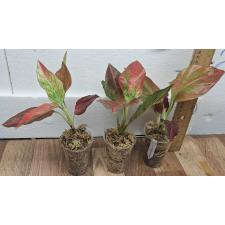 Аглаонема Кхунмакрача красная / Aglaonema Khunmakracha Red A-35