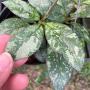 Hoya crassipetiolata ‘Splash’ (947)