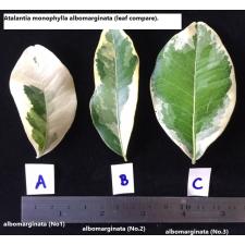 Аталантия монофилла альбомаргината (привитая) №1 / Atalantia monophylla albomarginata (grafted) (No.1)