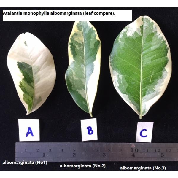 Аталантия монофилла альбомаргината (привитая) №1 / Atalantia monophylla albomarginata (grafted) (No.1)
