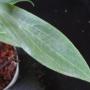 Hoya aurigeana (New species from the Philippines)               824