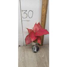 Aglaonema Super Pink A-41 Уценка