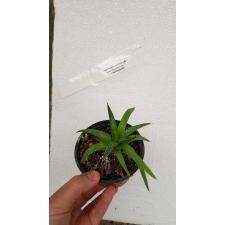 Agave victoriae-reginae