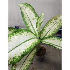 Dieffenbachia delilah 3600p