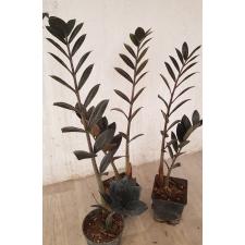 Zamioculcas zamiifolia SP (black leaf) 