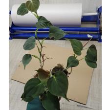 Philodendron lupinum стакан 650p