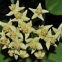 Hoya hypolasia                  106