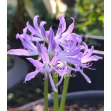 Griffinia 2500p