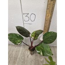 Philodendron Red addison