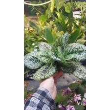 Streptocarpus sp/(или Chirita sinensis - Primulina dryas
