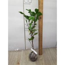 Synsepalum dulcificum 240