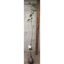 Османтус душистый / Osmanthus fragrans 222