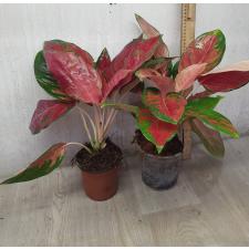 Aglaonema NEW23 Orange Velvet pot