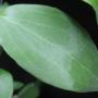 Hoya butleriana (New species from the Philippines)              823