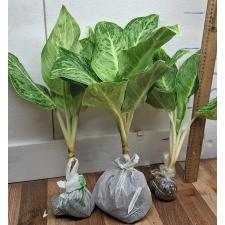 Аглаонема Серебряная Роза (Черная) / Aglaonema Silver Rose (black) A-73