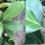 Ficus sp.(T23) Southern Thailand