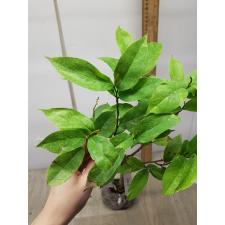 Annona muricata variegata (grafted) 13