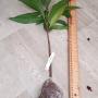 Pouteria campechiana (Mexico)(seedling).