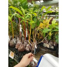 Tarenna stellulata 647/1