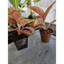 Aglaonema BA-4 Legacy в горшке