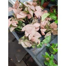 Syngonium Neon 9 cm pot