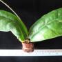 Hoya mitrata (big and curve leaf)               715
