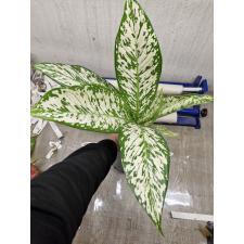 Dieffenbachia White Blizzard
