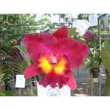 Блк. Чиа Лин × Тубтим Сиам / Blc. Chia Lin x Tubtim Siam