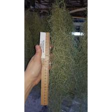 TILLANDSIA USNEOIDES