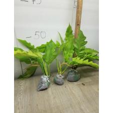 philodendron sp golden crocodile