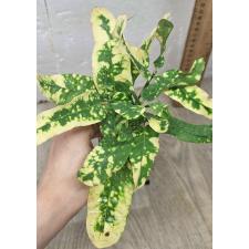 Codiaeum B-2 Ja mong kut