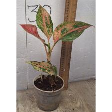Аглаонема Арадин. / Aglaonema Aradin A-16