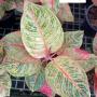 Aglaonema  Huges A-29