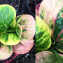 Codiaeum Yord Khunpol.