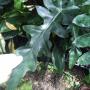 Philodendron magnificum