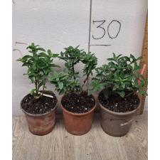 Ixora sp.(T15) white flower 245-147-138