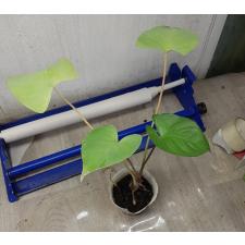 Homalomena sp pot 400p