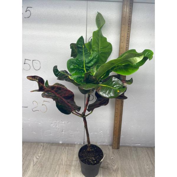 Codiaeum Matchawan 43 L