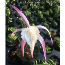 Брассалавола Дэвид Сандер / B. David Sander