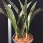 Aspidistra sp.(T15) Gold Dust.