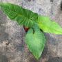 Syngonium steyermarkii