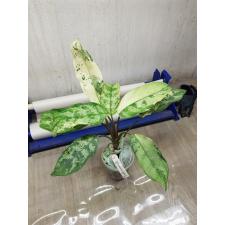 Aglaonema commutatum 'Bangkok Dream' 8 