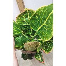 Codiaeum Ploen Chit A51