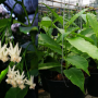 Hoya lockii (#873).