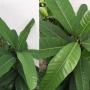 Ficus sp.(T38)(long leaf).