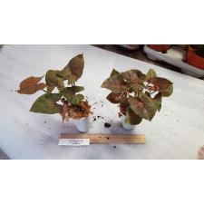 Syngonium Maria Pot