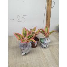Aglaonema Lotus Delight A-153