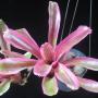 Neoregelia Donger (Bromeliad) 208