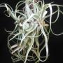T. streptophylla Hybrid 245