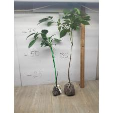 Cinnamomum zeylanicum verum 36